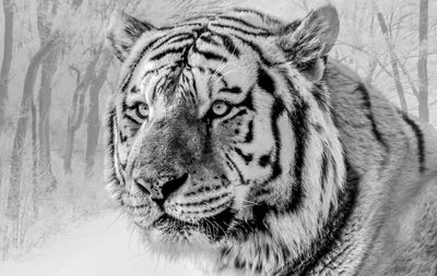 Взорвать черный и белый тигр ревя с отображением зубов рта открытым  Стоковое Фото - изображение насчитывающей сторона, компоситов: 202227032