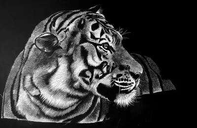 Белый тигр черно белый рисунок - 64 фото