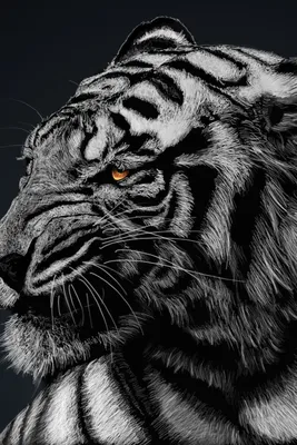 Бесплатное изображение: черный и белый, творчество, Граффити, тигр, кошка,  украшения, животное, Руководитель, лицо, Искусство