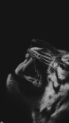 Фотообои на стену Тигр в темноте - Кошки - Львы Тигры Леопарды Животные  Разное Черно-белые