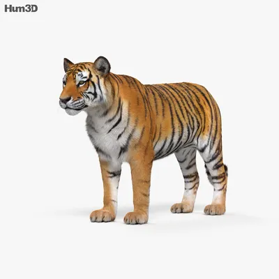 Animated Tiger 3D model - Download Animals on 3DModels.org