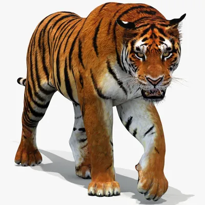 Tiger 1.0 - Buy Royalty Free 3D model by 3dartstevenz (@3dartstevenz)  [fc8cc2a]