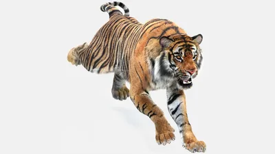 Tiger Amur Animated 3D Model $119 - .max .3ds .dae .obj .fbx - Free3D