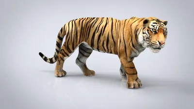 Wall Mural Photo Wallpaper 3D 3D tiger Nr. u97031 | Uwalls.com