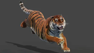 Dyewind - Tiger 3D Model