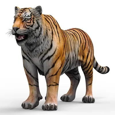 Tiger 3D Model in Wildlife 3DExport