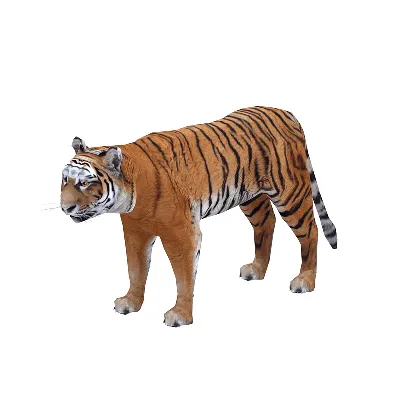 Animated Tiger Siberian 3d Model