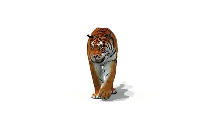 3D tiger animation - TurboSquid 1252636