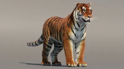 3D bengal tiger animation fur - TurboSquid 1481168