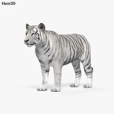 PROmax3D - Animated Tiger 3d model | Facebook