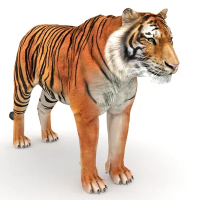 Tiger Fur 3D Model