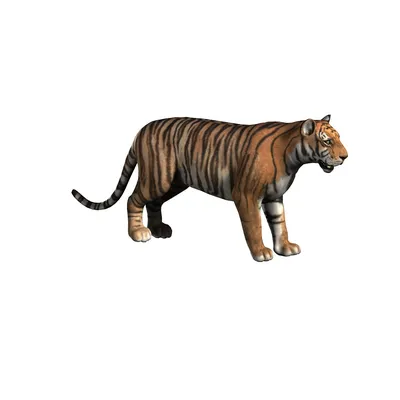 Tiger Run Roar - 3D Model Animated - PixelBoom