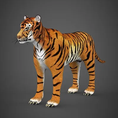 FURIOUS TIGER (3D Effect) Stock Photo, Picture and Royalty Free Image.  Image 106797076.