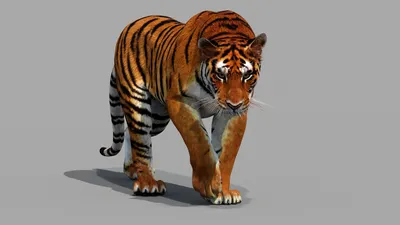 ArtStation - Realistic Tiger 3D Model | Resources