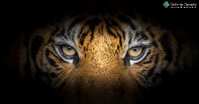 Detailed 3d Rendering Of A Close Up Tiger Background, 4k Wallpaper, 3d  Wallpaper, White Wallpaper Background Image And Wallpaper for Free Download
