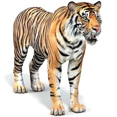 49+] 3D Tiger Wallpaper on WallpaperSafari | 3d wall painting, Sidewalk  art, Street art illusions