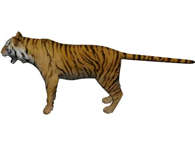 3D tiger animation - TurboSquid 1252636