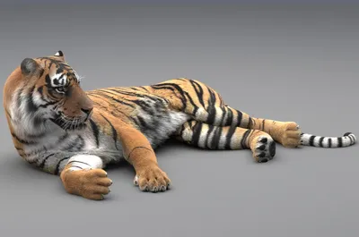 3d TIGER isolated 18875969 PNG