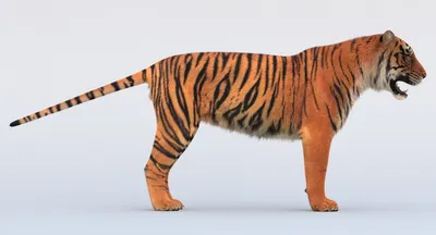 3D White Tiger Animated (Fur) — Missset