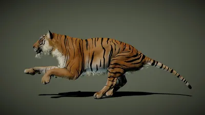 Realistic Tiger 3d Model