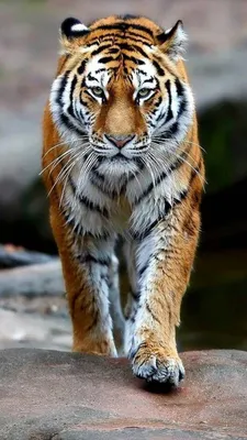 Download \"Tiger\" wallpapers for mobile phone, free \"Tiger\" HD pictures