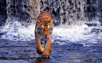 Tiger Hd wallpaper by vck_87 - Download on ZEDGE™ | 935e