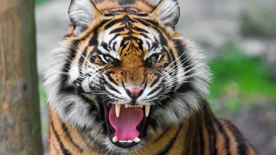 Tiger, HD wallpaper | Peakpx