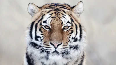 Beautiful Tiger - High Definition Wallpaper | Bengal tiger, Tiger pictures,  Pet tiger