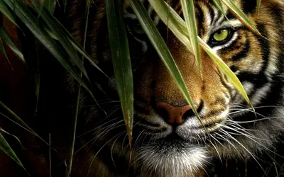 Tiger, national geographic, ultra-realistic, photo-art, hd on Craiyon