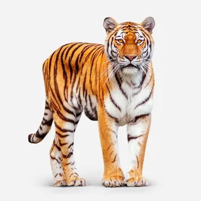 Animal Tiger HD Wallpaper