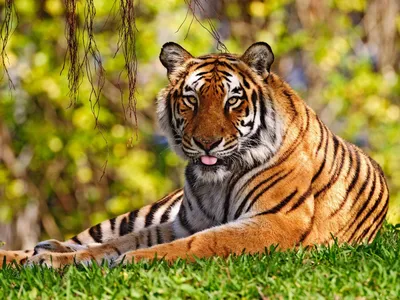 Siberian Tigers - Big Cats Wild Dcumentary (HD 1080p) - YouTube