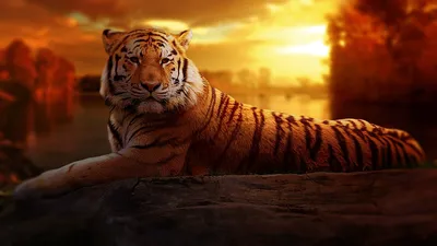 Tiger Thrilling Wallpaper,HD Animals Wallpapers,4k  Wallpapers,Images,Backgrounds,Photos and Pictures