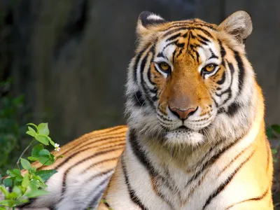 Tiger Wallpapers HD Free Download