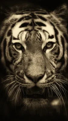 Tiger Gallery. Tiger , Tiger iphone, Tiger, Cool Tiger HD phone wallpaper |  Pxfuel