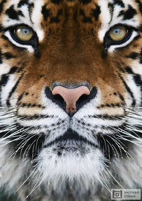 Фотообои \"Красивая морда тигра крупным планом\" - Арт. 180281 | Купить в  интернет-магазине Уютная стена