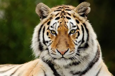 Скачать 1920x1200 тигр, морда, хищник, взгляд, грустный, большая кошка  обои, картинки 16:10