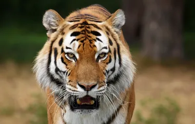 Бенгальский тигр, морда смотрит в …» — создано в Шедевруме