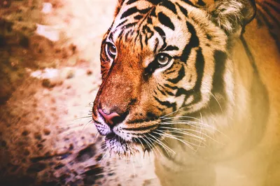 Тигр с белым фоном и черно-белой мордой. | Премиум Фото