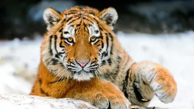 Картина на холсте \"Тигр, морда тигра, портрет\" 120x90 см. с алюминиевым  подвесом, в тубусе - купить по низкой цене в интернет-магазине OZON  (553559255)