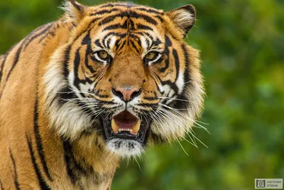 Portrait of a Tiger. Stock Photo by ©ant_art 85306666