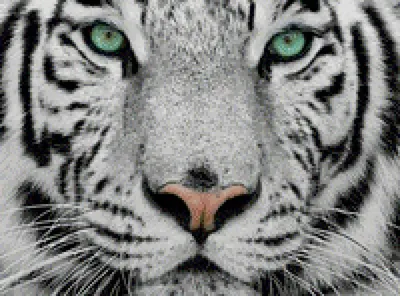 Толстовка-кенгуру с 3D принтом Тигр. Морда тигра, все модели и размеры |  Booom Shop