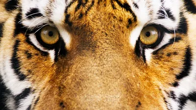 Мордочка тигра рисунок - 69 фото