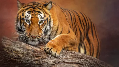 Морда тигра изображена со словом тигр на ней. | Премиум Фото