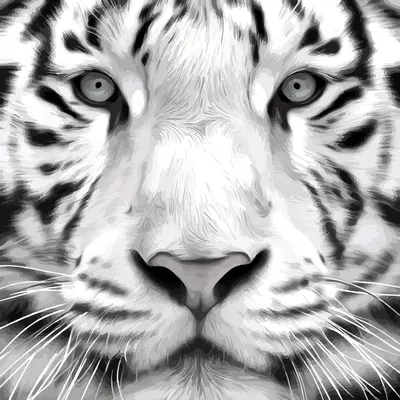Обиженный тигр - 57 фото
