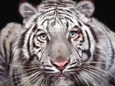 Модульная картина «Тигр» — цена, размеры, фото