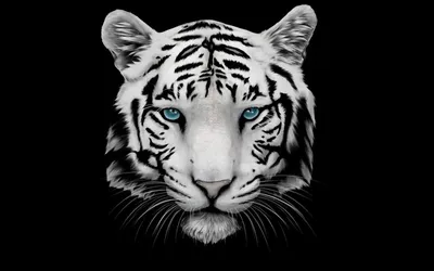 Женский свитшот Морда тигра