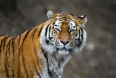Рисунки карандашом морда тигра (59 фото) 🔥 Прикольные картинки и юмор