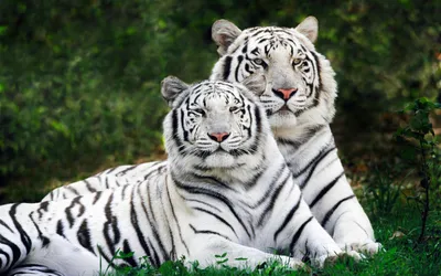 White Bengal Tigers Widescreen Wallpapers | HD Wallpapers | ID #5034