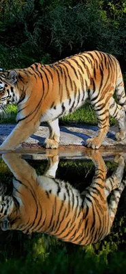 Тигры обои на телефон [37+ изображений]