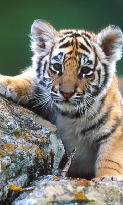 Тигр, живые обои